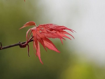 《没带罩子的瑜珈教练》