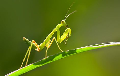 如何正确挤牛奶视频