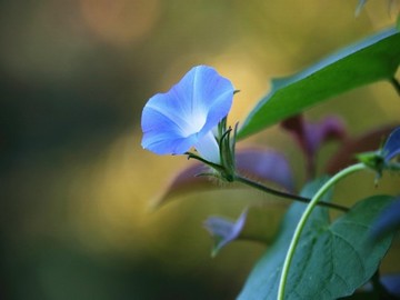 怎样去除狐臭味最好方法